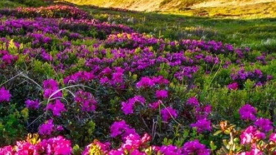 粉象生活淘宝怎么授权不了