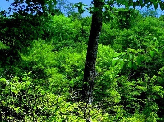 粉象生活邀请码怎样申请