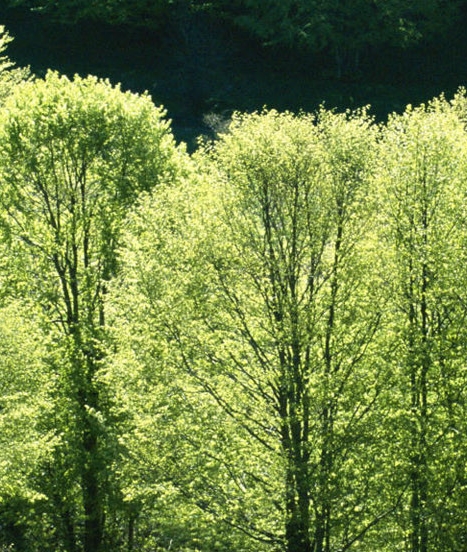 淘宝店铺印象怎么写