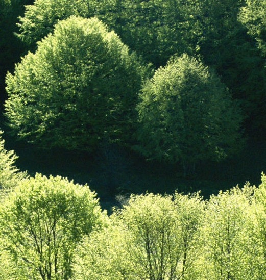 粉象生活有多少用户