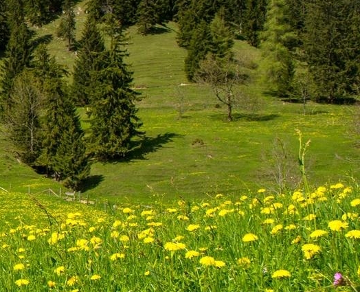 深粉象可以兑什么