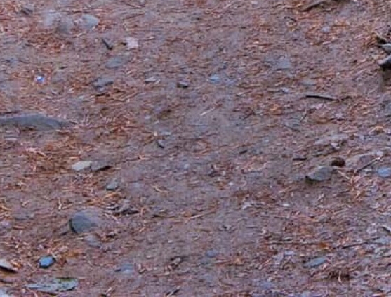 粉象生活最多可以发多少单