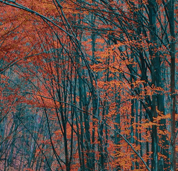 粉象生活邀请码