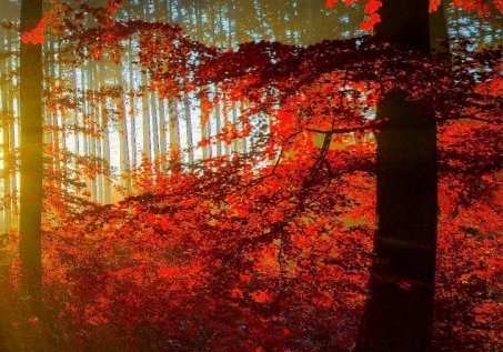 深圳粉象生活收费