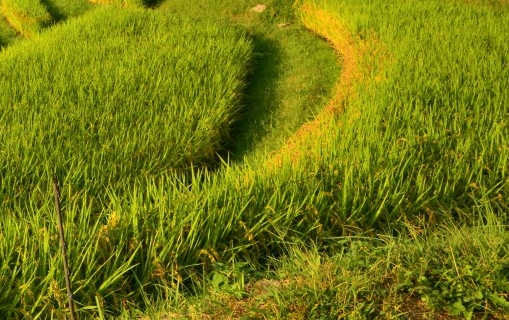 粉象生活邀请码