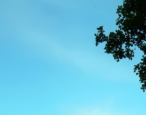 广东粉象生活代理