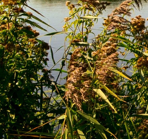 粉象生活免费vip资格