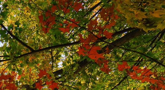 粉象生活怎么做才有积分