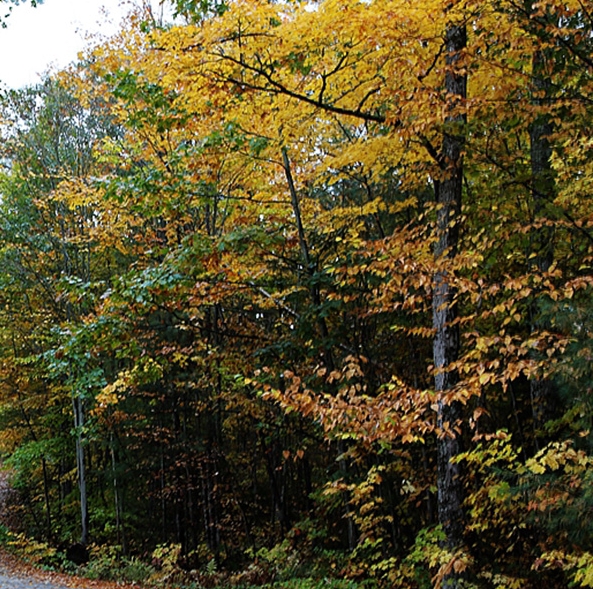 菜鸟驿站为什么改名兔喜生活