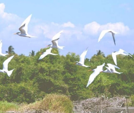 粉象生活怎么赚钱教程