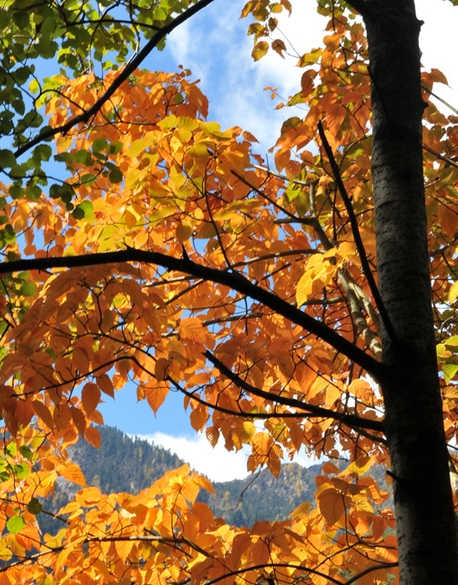 粉象生活粉丝怎么增加