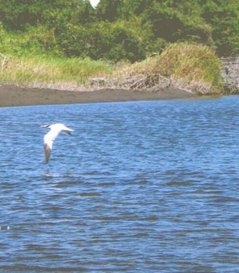 粉象生活粉丝怎么增加