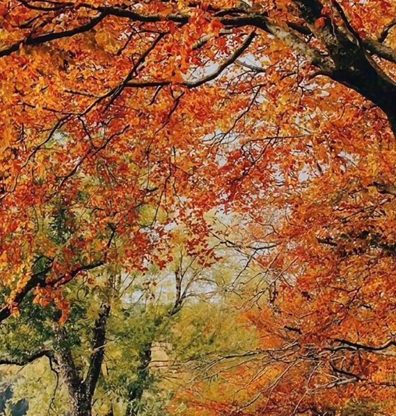 粉象生活开通VIP有什么好处