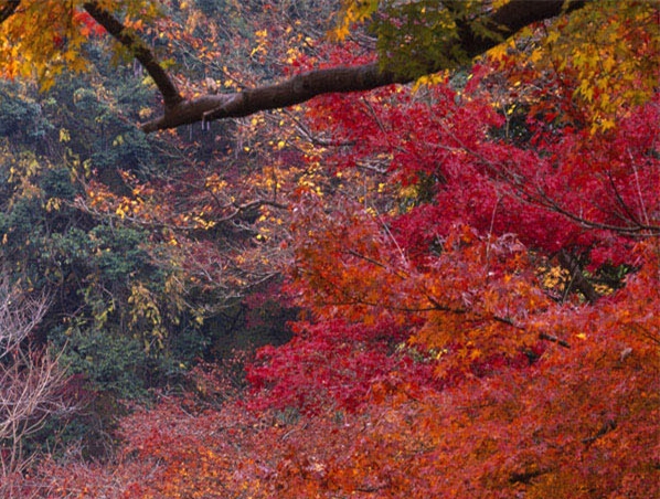 粉象生活保障用户