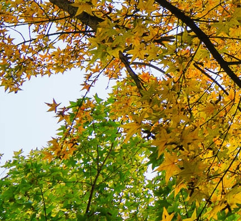 深圳粉象生活电话