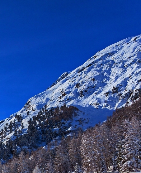 粉象生活怎么赚钱的