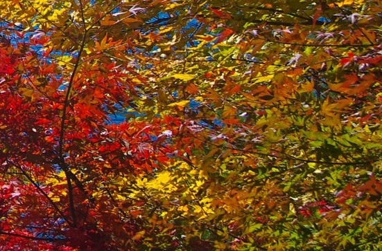 粉象生活怎么赚钱