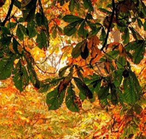 粉象生活下载app