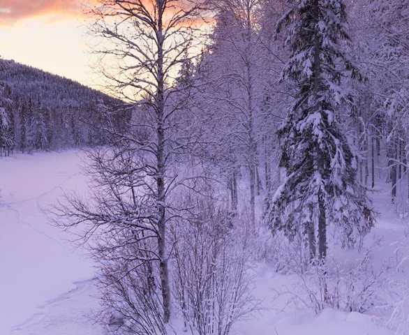 集象app下载安装