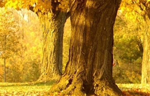 粉象生活工作怎么样