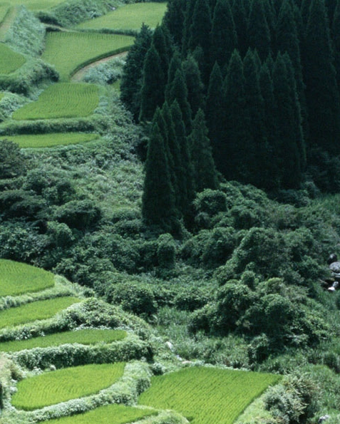 粉象生活免费送vip