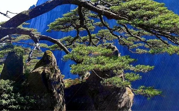 粉象生活