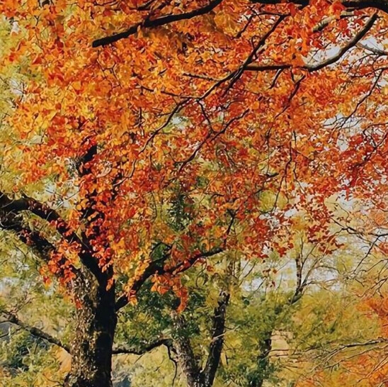 粉象生活在哪里找好货