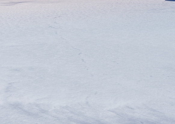 安庆粉象生活vip