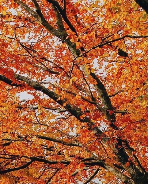 粉象生活模式合法吗