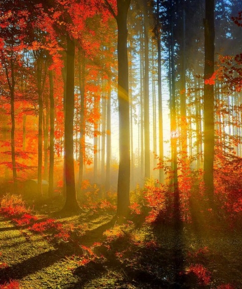 粉象生活的分现金