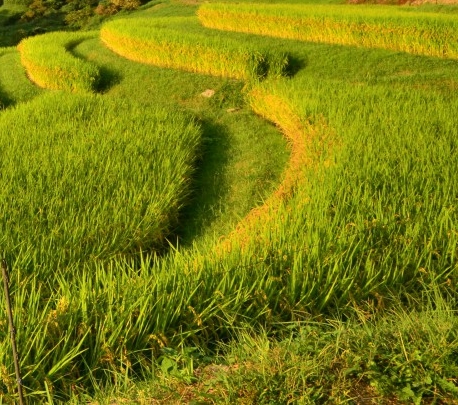 粉象生活赚钱教程