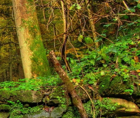 粉象生活返利高吗