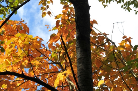 粉象生活公司靠什么盈利