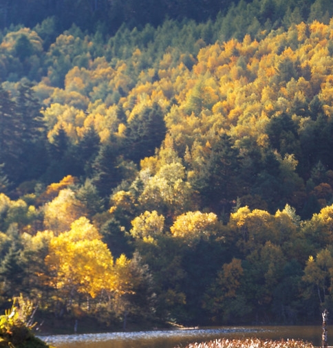 上海运营粉象生活软件