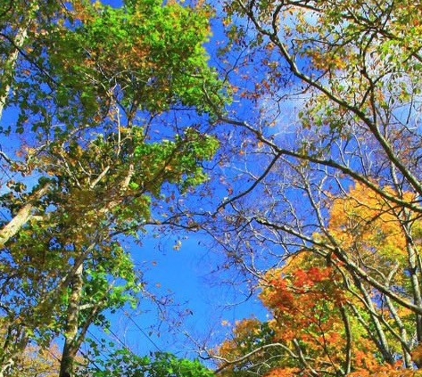 大连粉象生活软件粉象生活