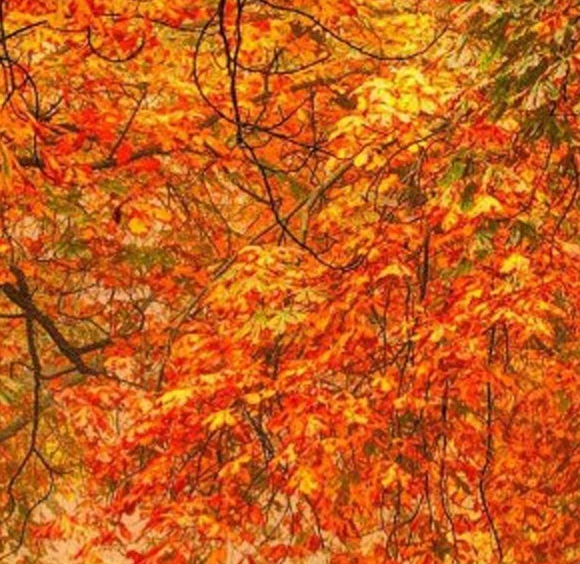 粉象生活提现88要多少人