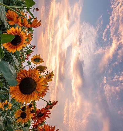 阳江粉象生活合伙人