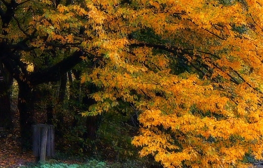 粉象生活分享宝箱是真的吗