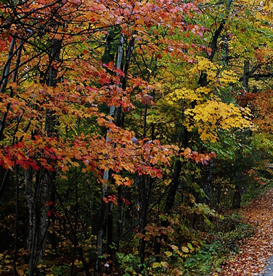 粉象生活怎么赚钱
