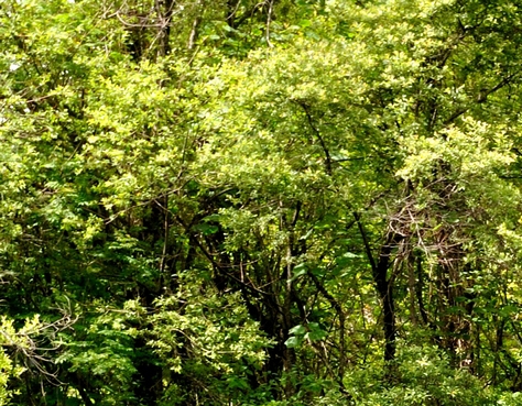 粉象生活可以发布商品吗