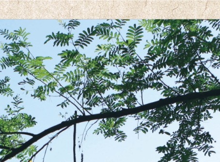 粉象生活如何推广