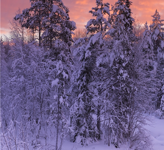广州粉象生活佣金