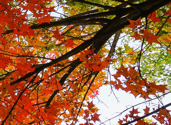 湖南正规粉象生活app