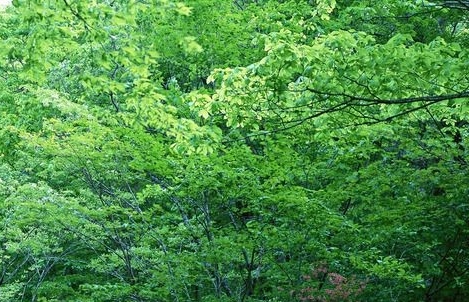 粉象生活邀请码