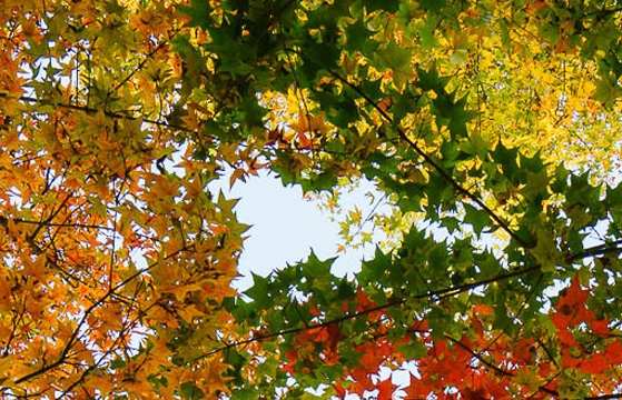 粉象生活能赚钱吗