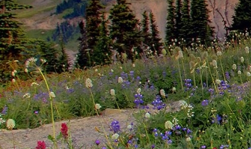 粉象生活收益图