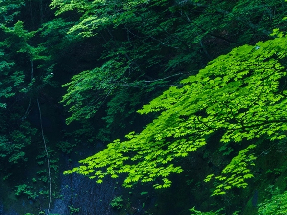 粉象生活粉丝怎么增加