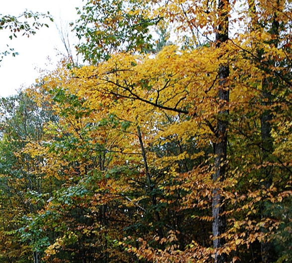 在小红象开店要交980吗