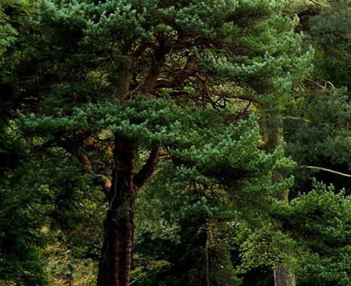 粉象生活视频链接