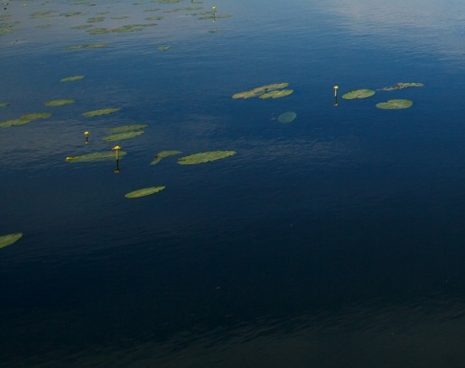粉象生活收益是怎么算的